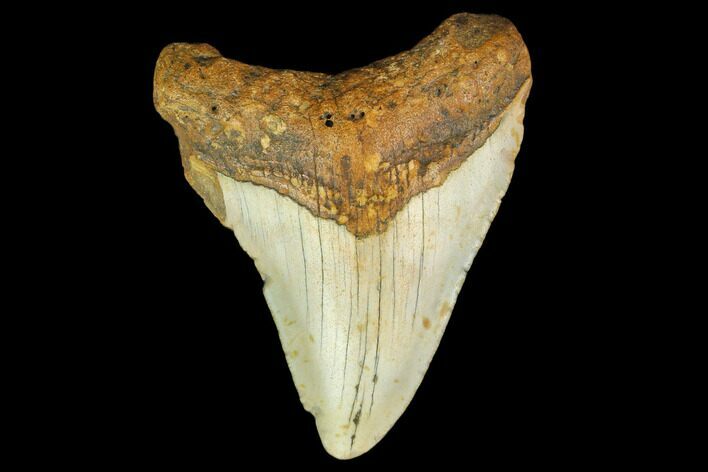 Fossil Megalodon Tooth - North Carolina #131583